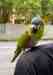 Macaw