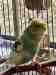 Budgerigar