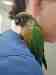 Conure