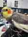 Cockatiel