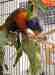 Lory / Lorikeet