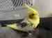 Cockatiel
