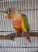 Conure