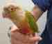 Conure