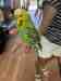 Budgerigar