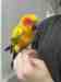 Conure