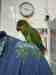 Bird / Parrot