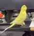Budgerigar