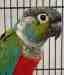 Conure