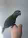 Conure