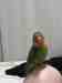 Lovebird