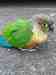 Conure