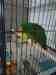 Eclectus
