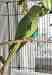 Indian Ringneck Parakeet