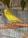 Budgerigar
