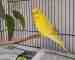Budgerigar