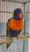 Lory / Lorikeet