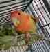 Lovebird