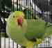 Indian Ringneck Parakeet