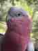 Galah Cockatoo