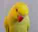 Indian Ringneck Parakeet