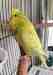 Budgerigar