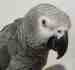 African Grey