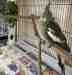 Cockatiel