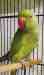 Indian Ringneck Parakeet
