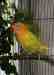 Lovebird