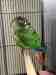 Conure