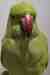 Indian Ringneck Parakeet