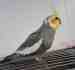 Cockatiel