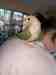 Conure
