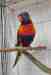 Lory / Lorikeet