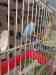 Budgerigar