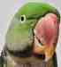 Alexandrine