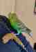 Budgerigar