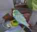 Parakeet