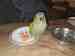 Conure
