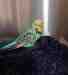 Budgerigar