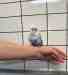 Budgerigar