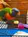 Lory / Lorikeet