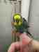 Budgerigar