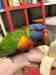 Lory / Lorikeet