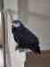 African Grey