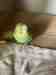 Parakeet