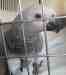 African Grey