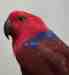 Eclectus