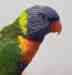 Lory / Lorikeet